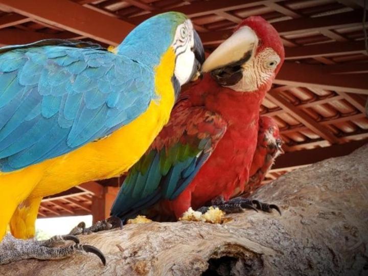 Pousada Recanto Dos Passaros Balsas Kültér fotó
