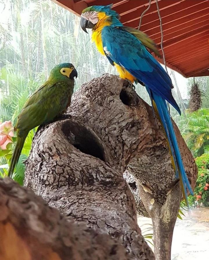 Pousada Recanto Dos Passaros Balsas Kültér fotó